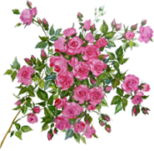 wedding_bouquets08-kopija (174x170, 66Kb)